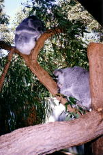 Koala / Taronga Zoo