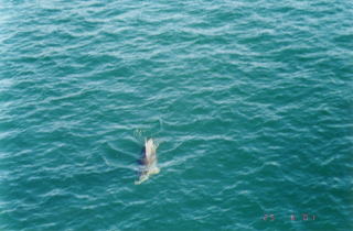 �쐶�̃C���J�����ꂾ�����I