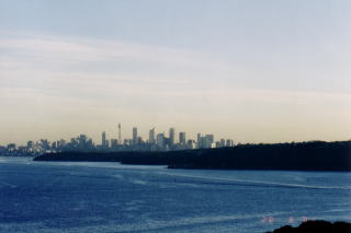 �m�[�X�w�b�h���A�����Ɍ�����̓V�h�j�[CBD