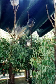 繭のように丸くなって寝ているコアラ