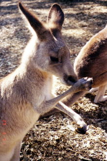 こーんなに近くまでカンガルーに寄れる!